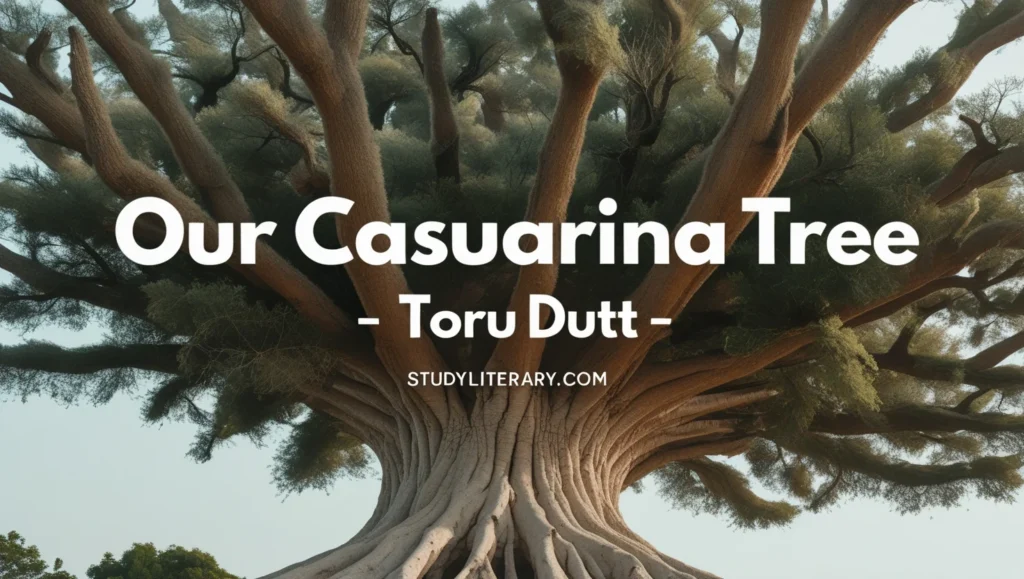 Our Casuarina Tree